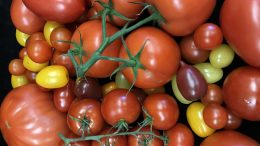 Variety Tomatoes