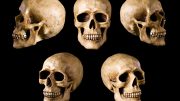 Various Human Skulls