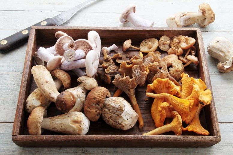 Various Mushrooms Tray