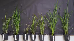 Various Rice Plants