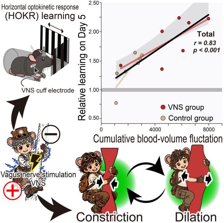 Vascular Oscillations Associated With Stronger Long Term Learning