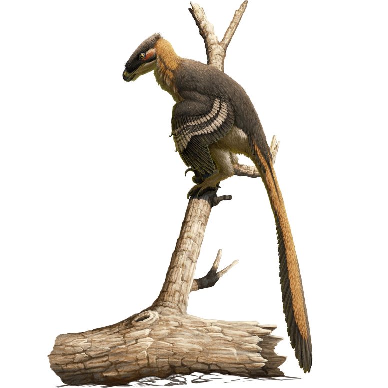 Vectiraptor greeni
