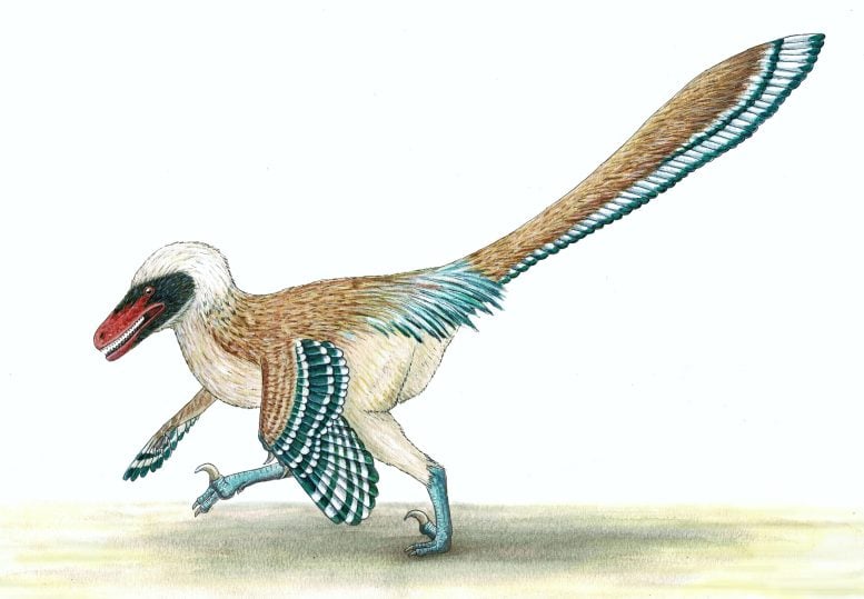 Vectiraptor greeni Recreation