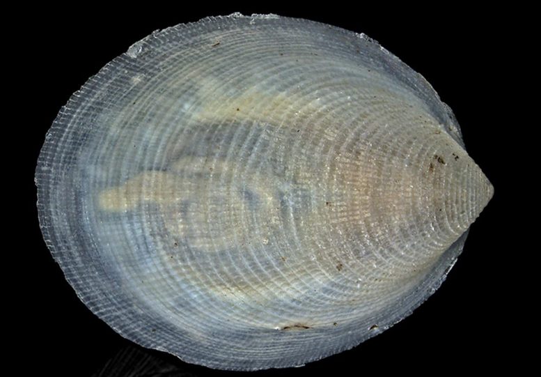 Veleropilina Gretchenae