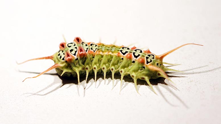 Venomous Caterpillar Doratifera vulnerans