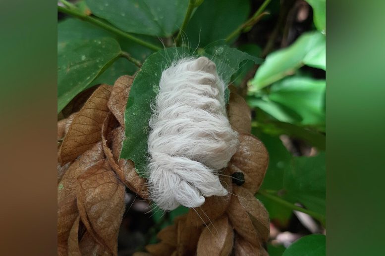 Venomous Caterpillar With Defensive Hairs Mimicked by Hummingbird Chick