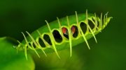 Venus Flytrap Dionaea muscipula with Trapped Fly