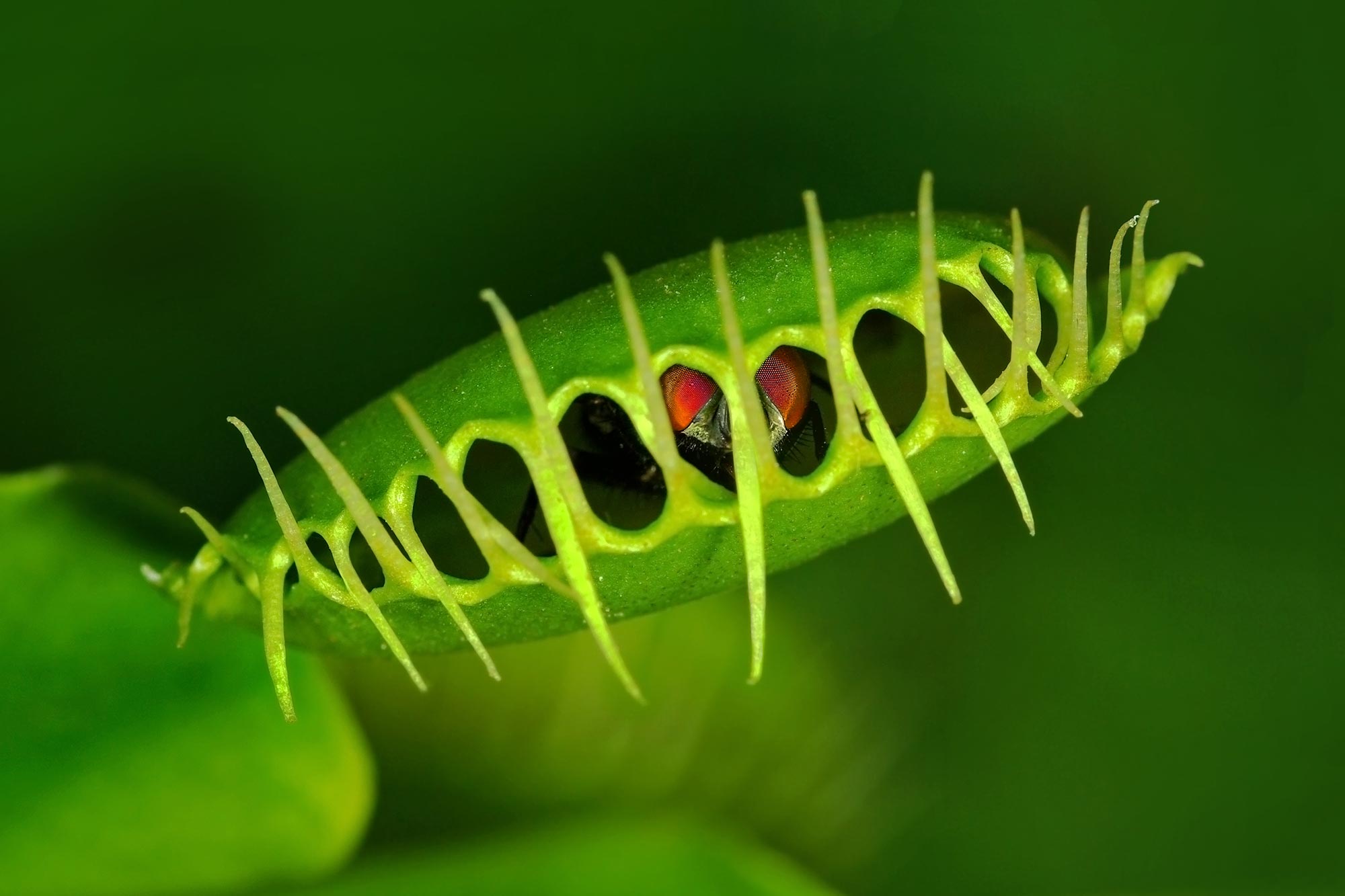 Venus-Flytrap-Dionaea-muscipula-with-Trapped-Fly.jpg