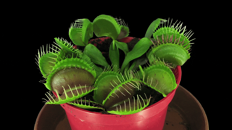 Physicists Using Atomic Magnetometers Find That Venus Flytraps Produce  Magnetic Fields