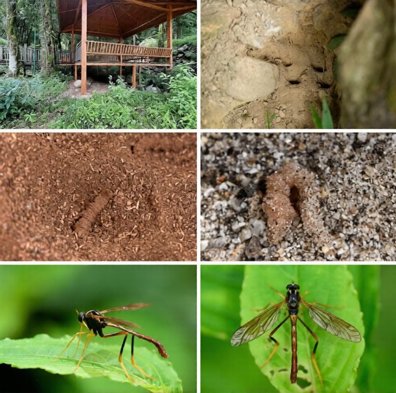 Vermitigris Tsangyanggyatso Adults and Habitats