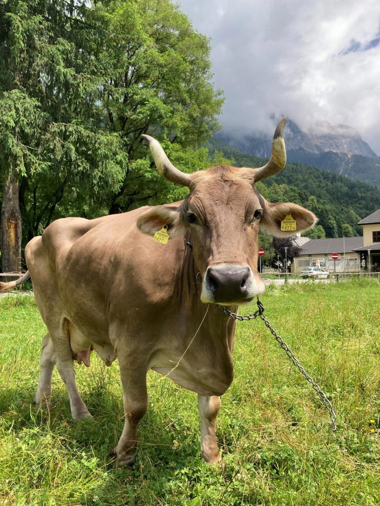 Veronika, a Swiss Brown Cow Outdoors