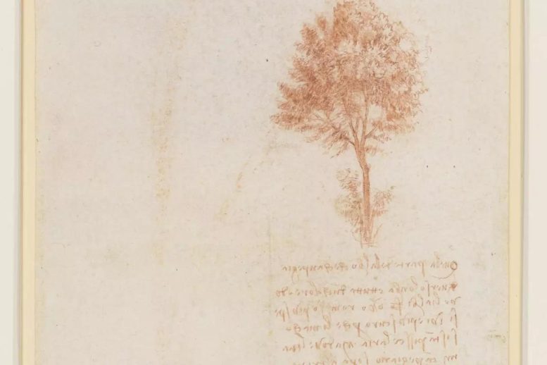 Verso A Tree Leonardo da Vinci