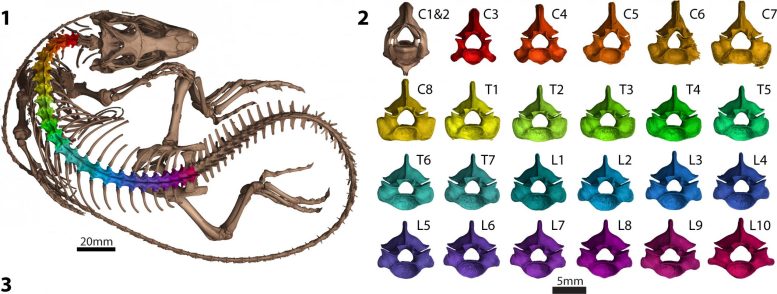 Vertebra Shape Analysis