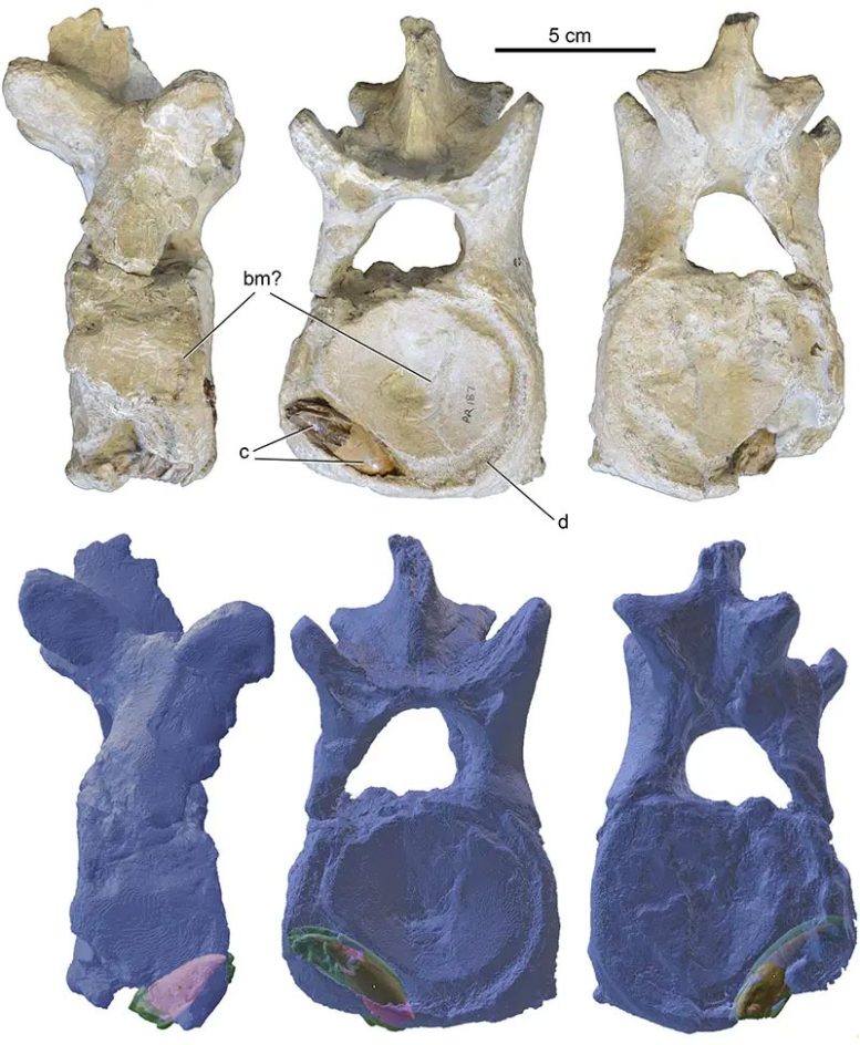 Vertebrae Fossils and Scans of Polycotylus