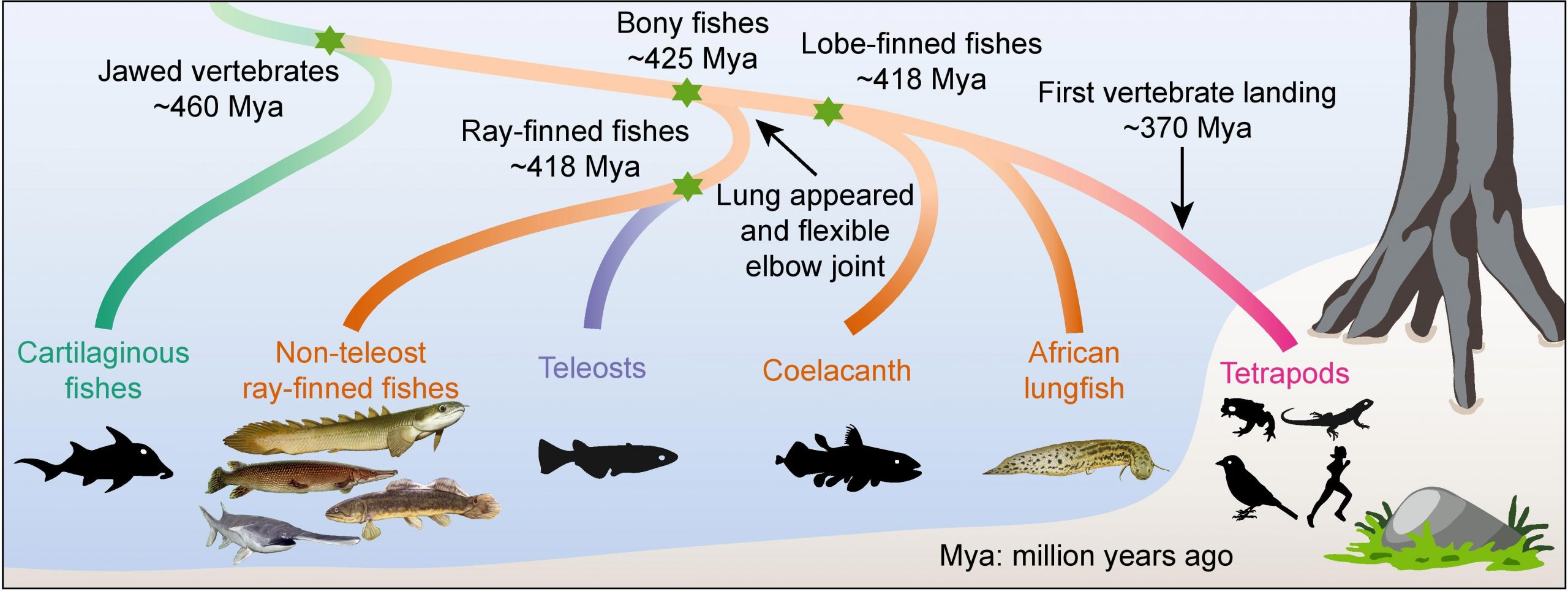 Surprise! We're More Like Primitive Fishes Than Once Believed