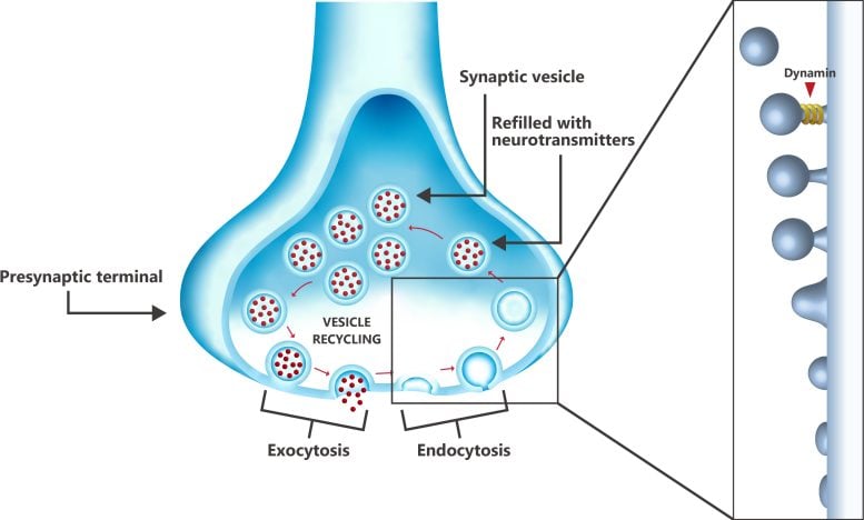 Vesicle Recycling in the Presynaptic Terminal