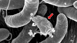 Vibrio Cholerae Killing Bacterium