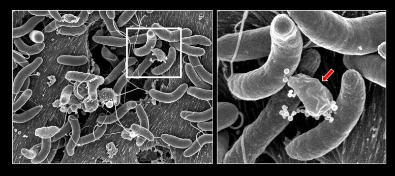 Vibrio Cholerae’s Growth and Competition