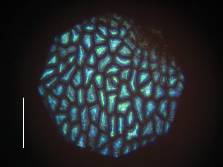 Viburnum tinus Microscopy