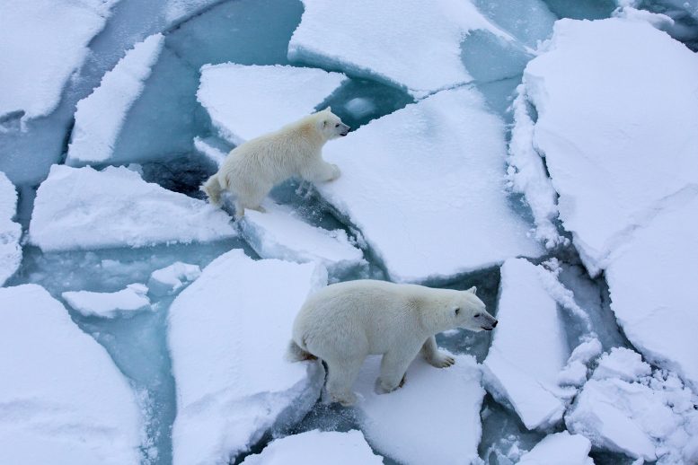 Victims of Diminishing Arctic Sea Ice