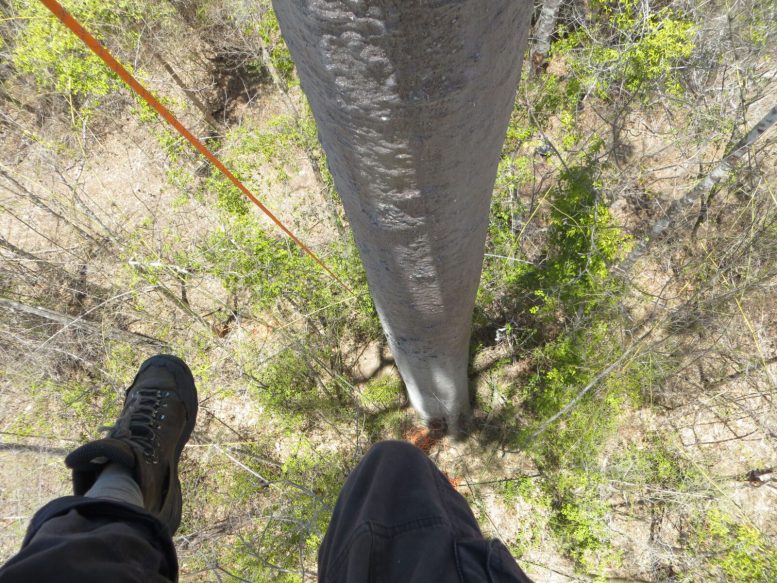 View From High in a Baobab Tree