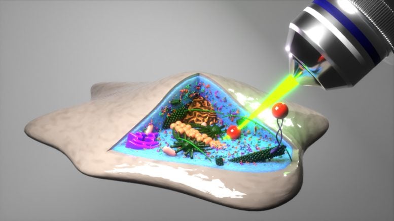 View Into the Cell Using an Optical Laser Trap