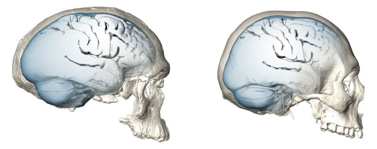 View the Evolution of Modern Human Brain Shape