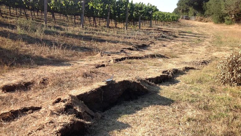 Vineyard South Napa Earthquake