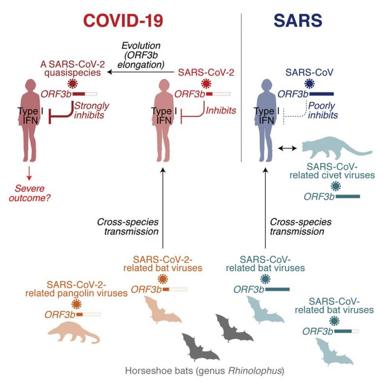 Viral Factor That Impairs Immune Responses in COVID-19