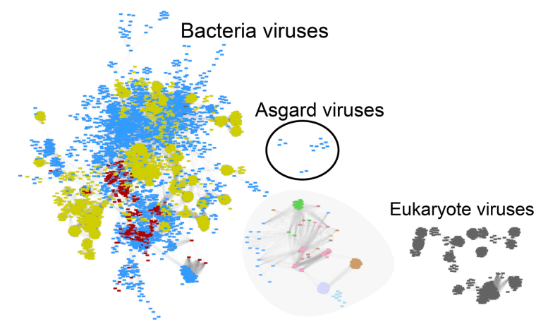 Viruses Infecting ASGARD archaea