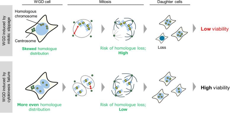 Visual Summary of Chromosome Distribution Failures and Survival Outcomes