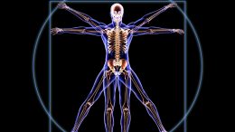 Vitruvian Man Human Anatomy Skeleton