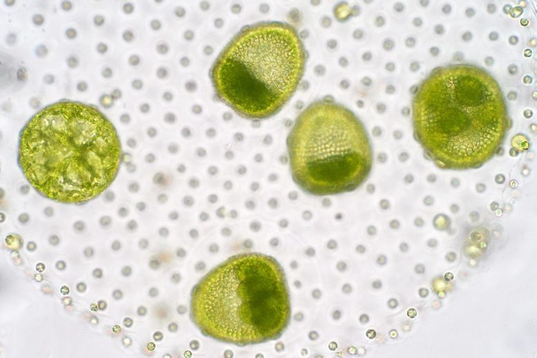 Volvox Chlorophyte Green Algae Phytoplankton