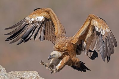 Vultures Carry Microorganisms That Can Cause Disease in Humans, but Do ...