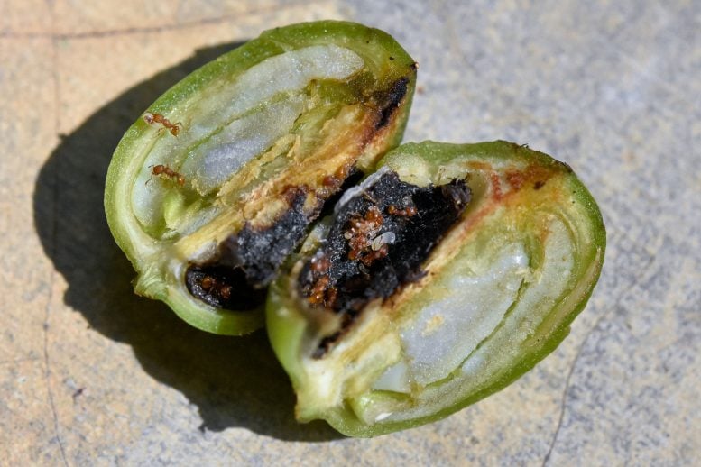 W. auropunctata nest in fruit