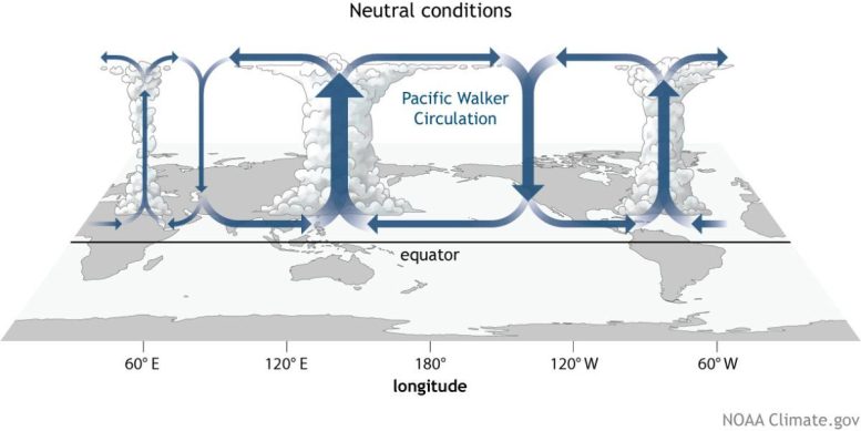 Walker Circulation