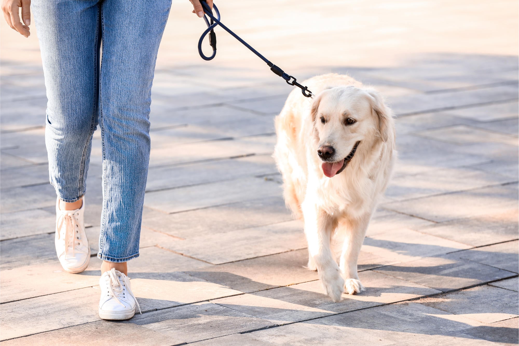 Is Your Dog Walking Slow? They Could Have Dementia