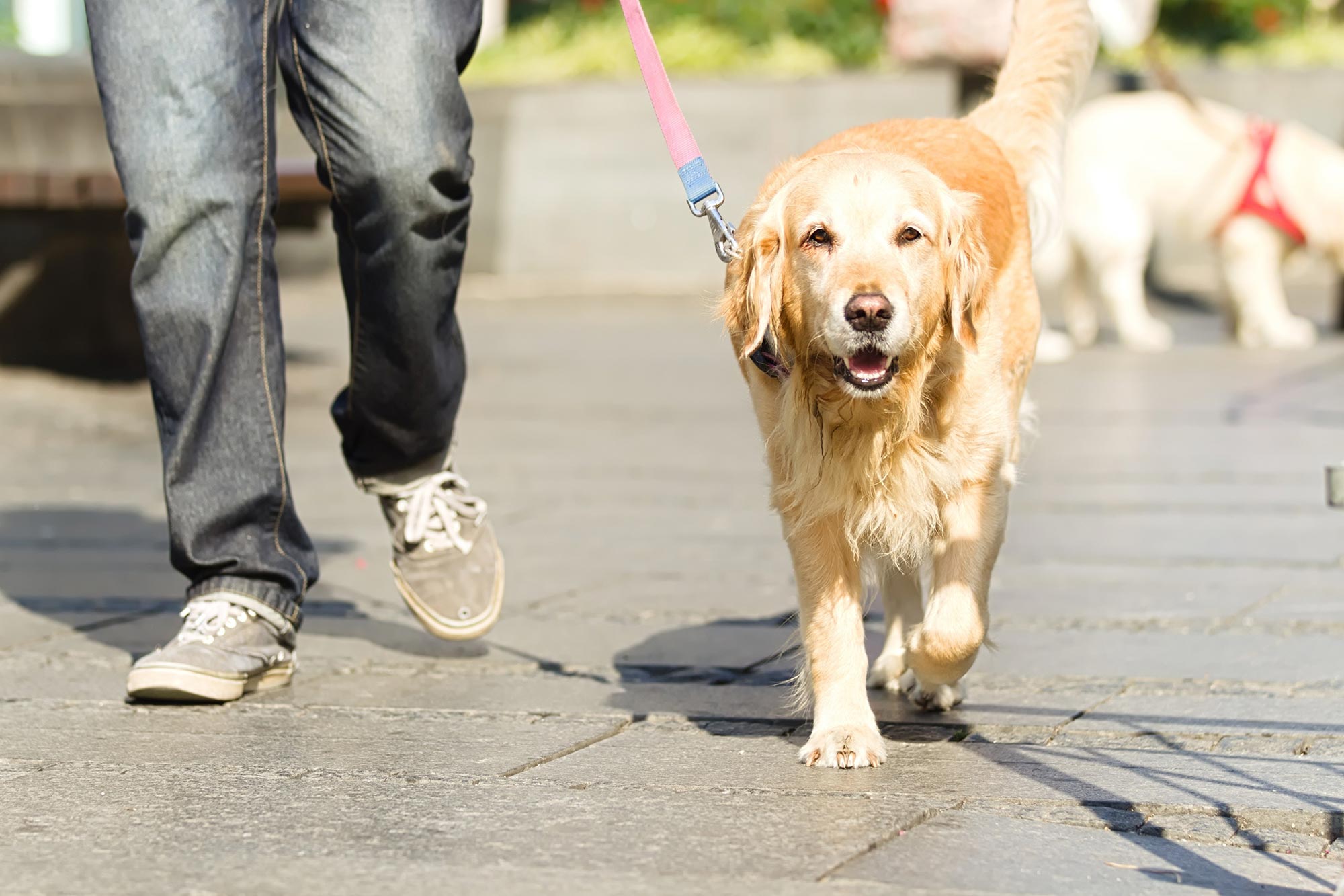 Walking Dog on Street