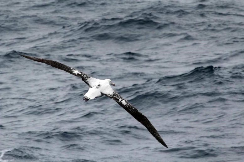 Wandering Albatross Equipped With Logger
