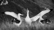 Wandering Albatross Potential Mates
