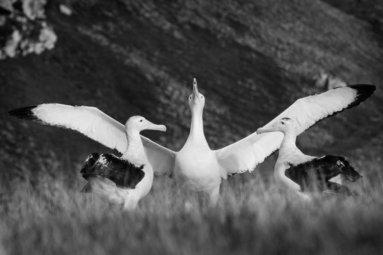 Wandering Albatross Potential Mates