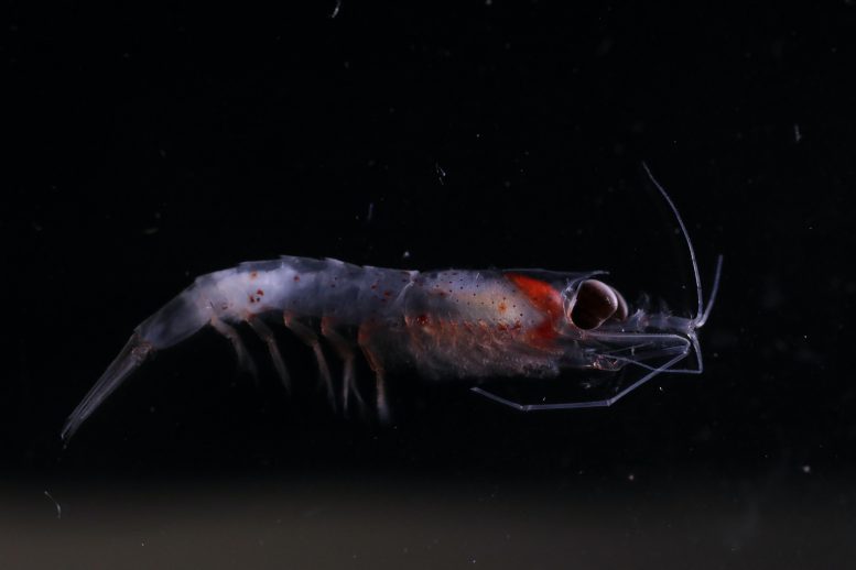 Warming Oceans Krill