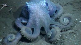 Warty Octopus