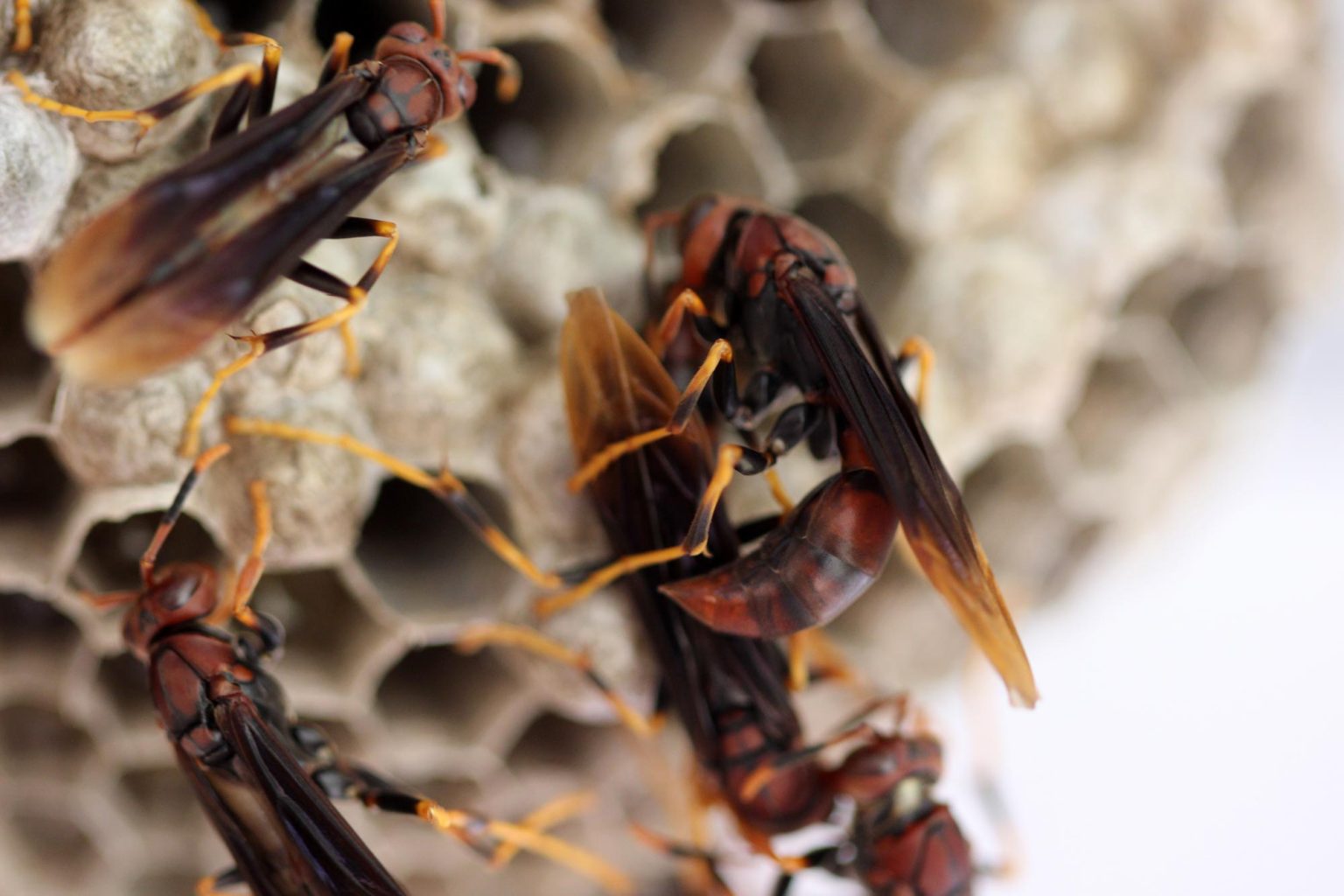 Wasp Colonies Explode Into Violence After Losing Their Queen