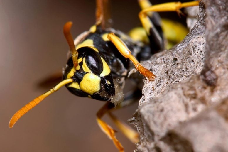 Wasp Building House