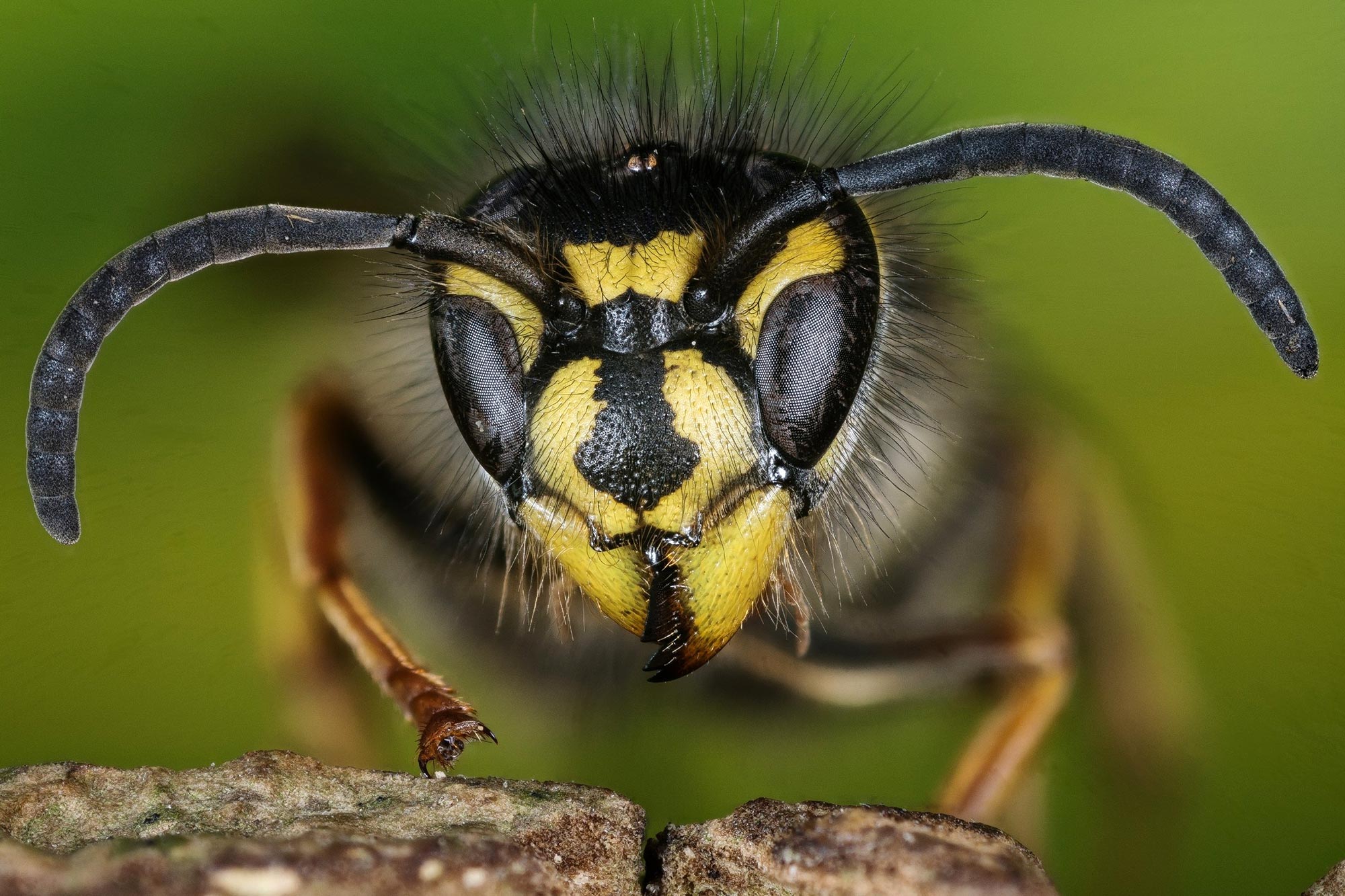 Just Like Bees, Wasps Are Valuable for Ecosystems, Economy and Human Health thumbnail