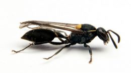 Brazilian Wasp Venom Kills Cancer Cells Without Harming Normal Cells