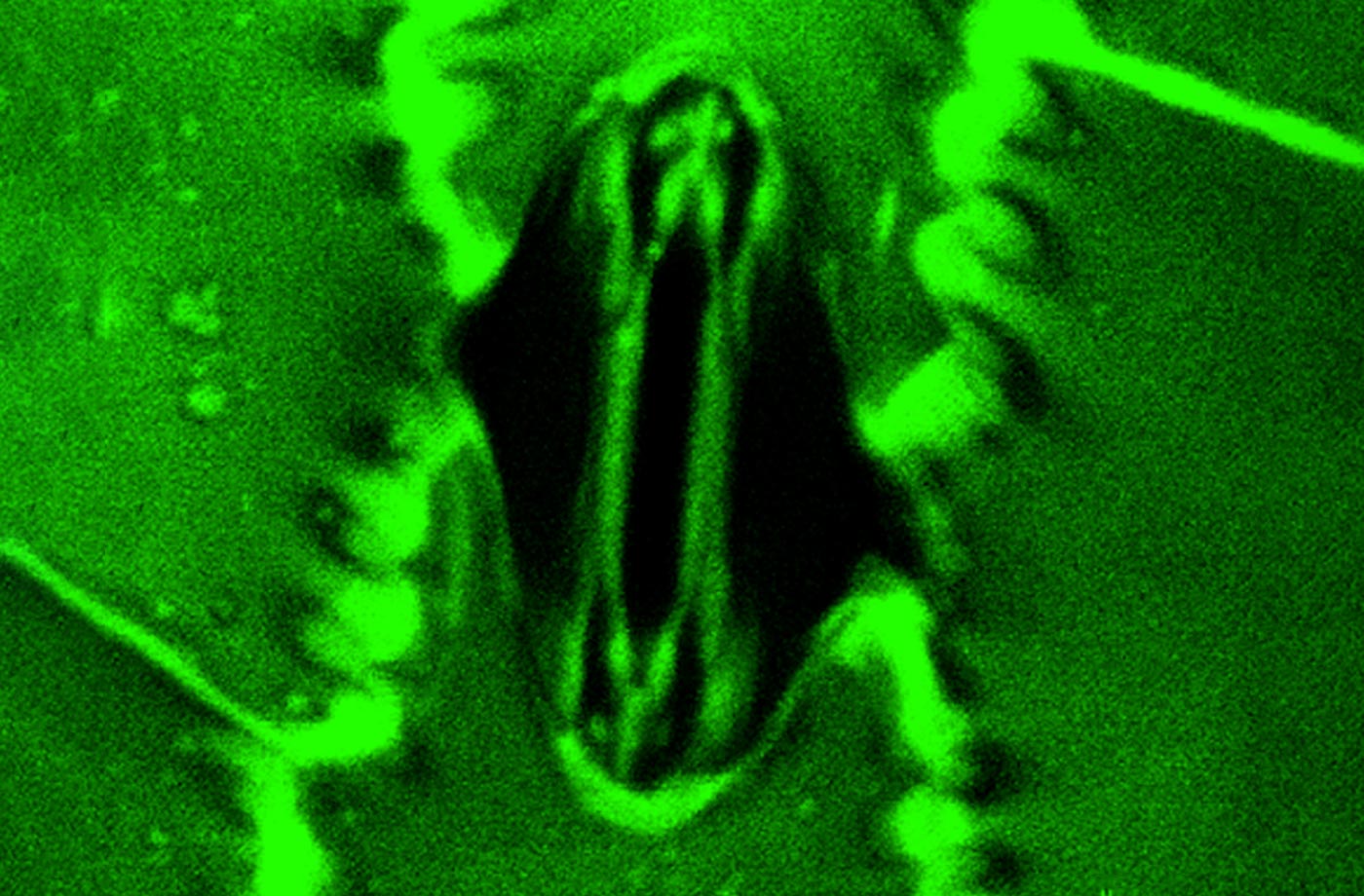 Scientists Can Now Watch Plants “Breathe” in Real Time