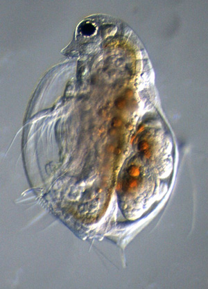 Water flea (d.ambigua)