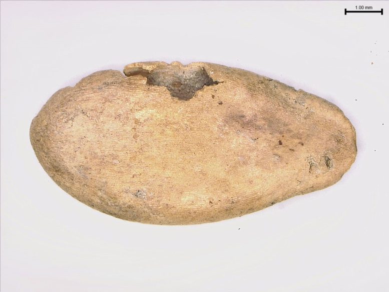 Waterlogged Melon Seed